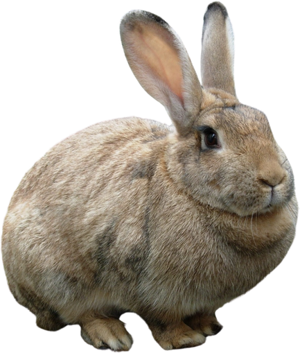 Brown Gotland Rabbit