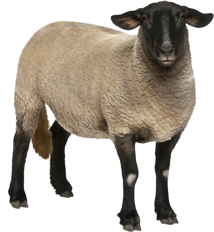 Female Suffolk Sheep Cutout