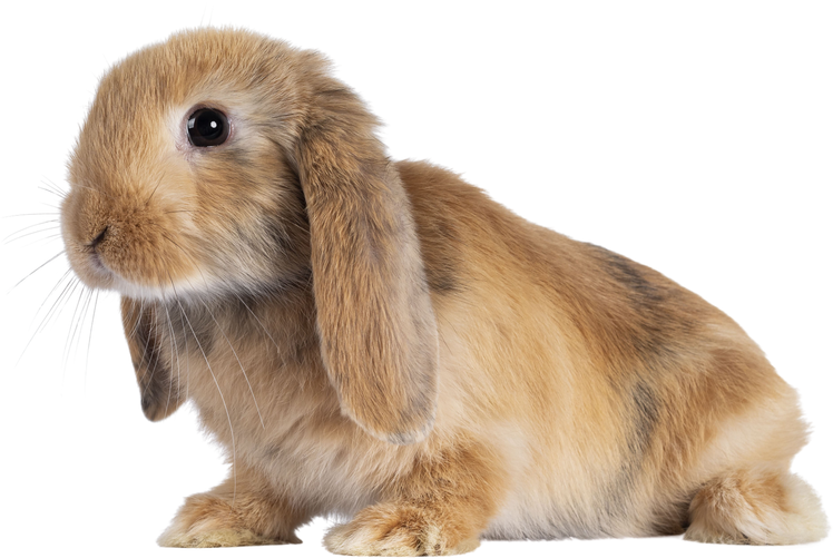 Baby bunny on transparent background