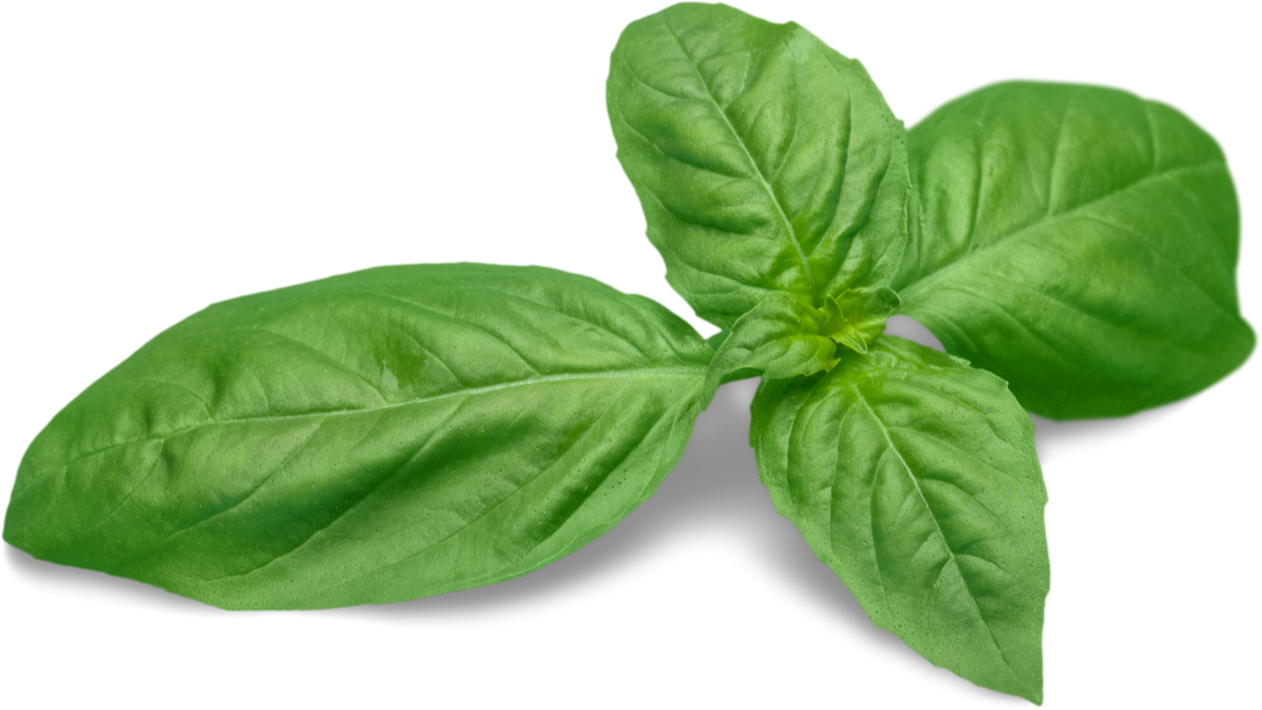 Fresh Basil