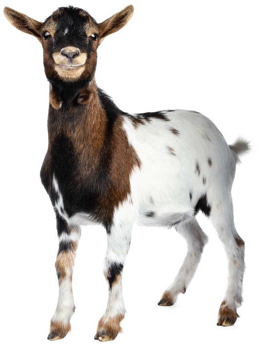 Goat on transparent background